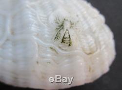 Old French white milk glass boxGirl sitting on a shell Saint-Jacques Portieux