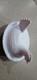 Vintage Indiana White Milk Glass Hen On Nest Candy Dish
